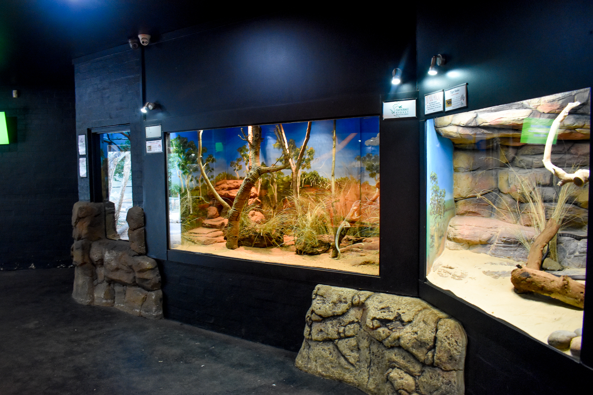 Frilled Lizard Enclosure