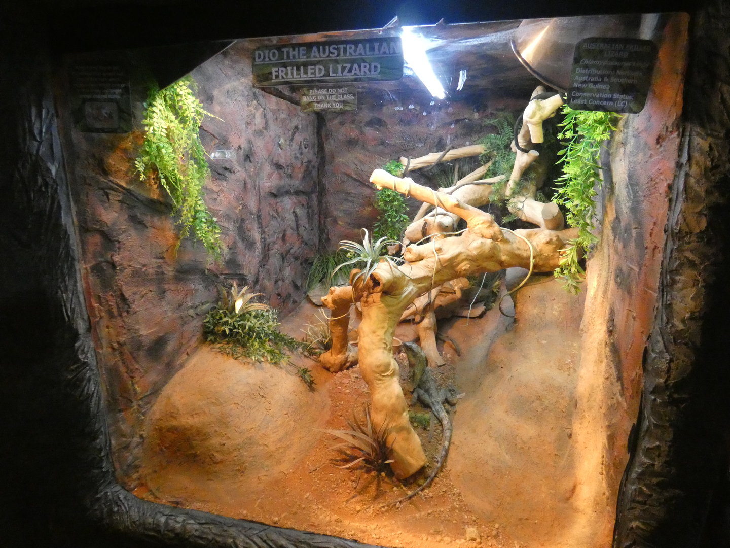Frilled lizard enclosure