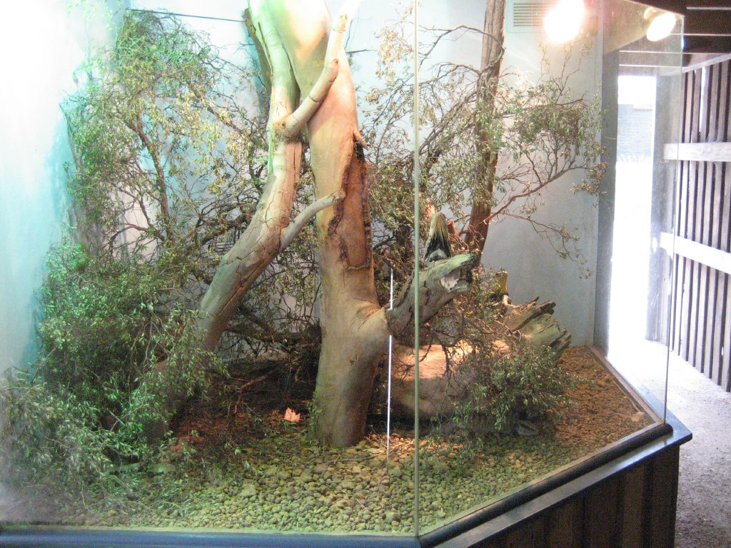 Frilled Lizard enclosure