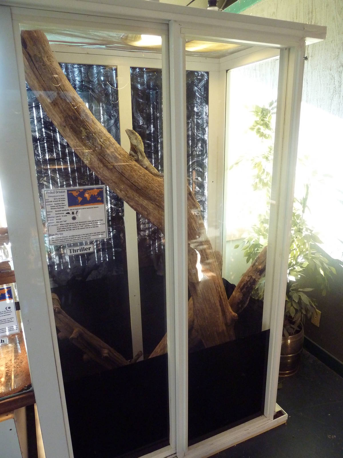 Frilled Lizard Exhibit