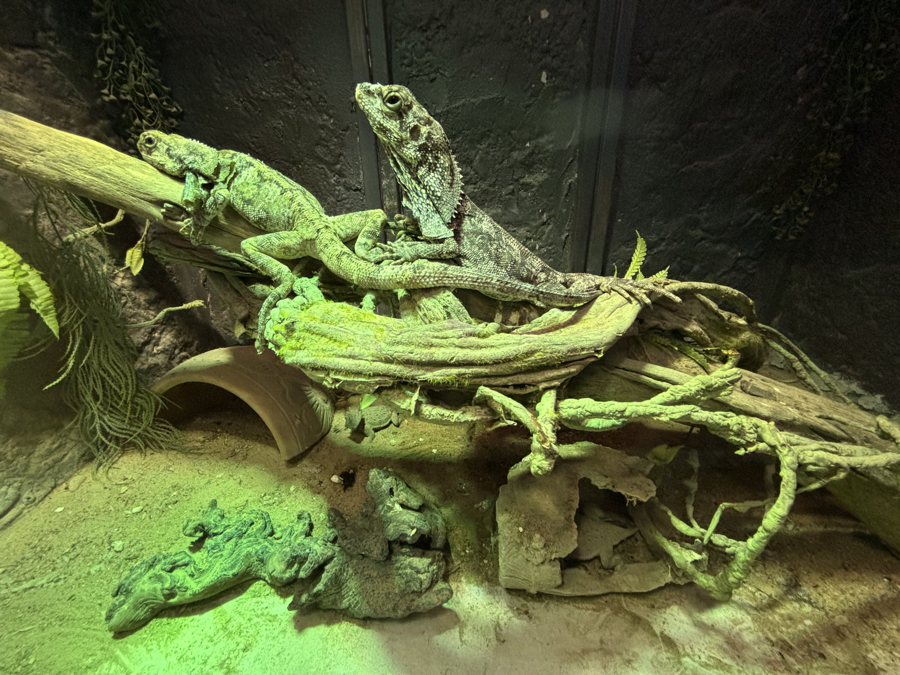 Frilled Lizard Exhibit