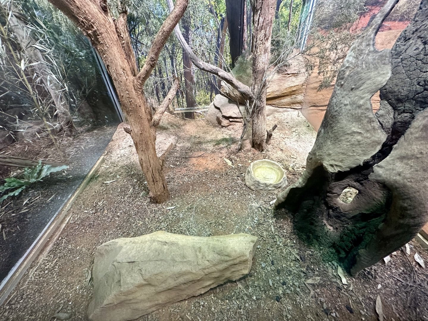 Frilled Lizard Exhibit