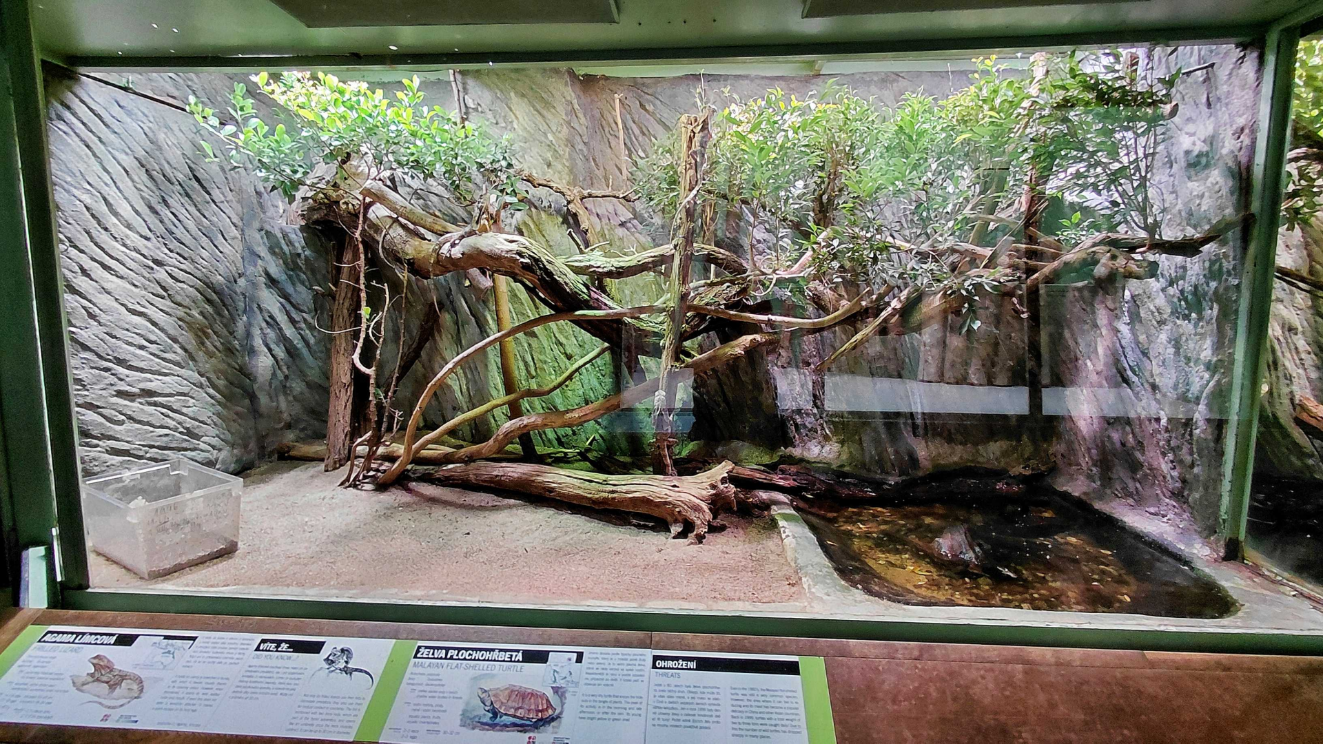 Frilled lizard exhibit