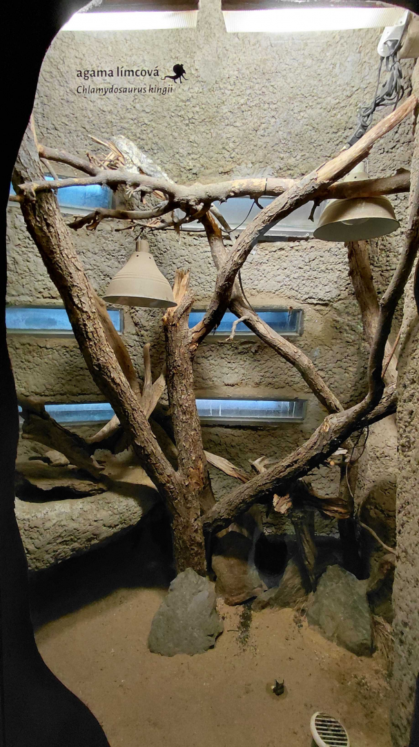 Frilled lizard exhibit