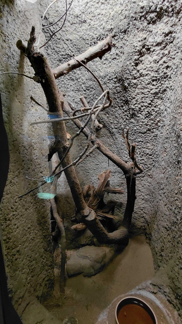 Frilled lizard exhibit