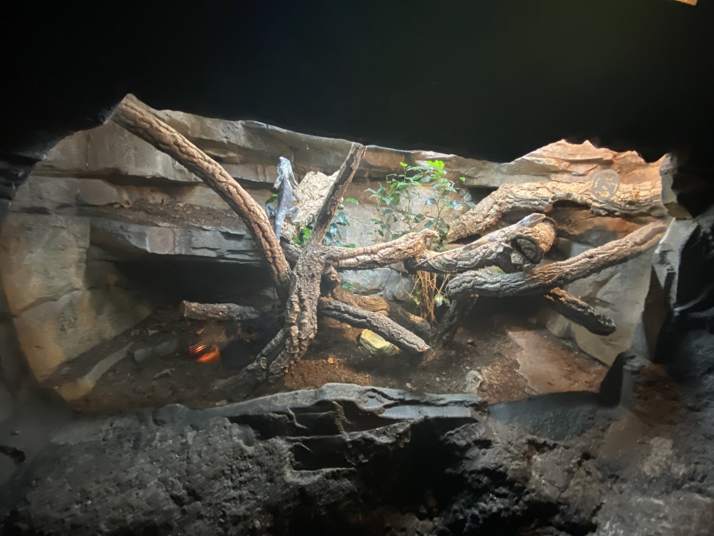 Frilled lizard exhibit