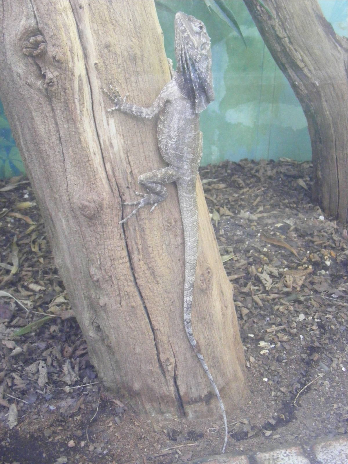 Frilled lizard (frilled dragon) at Marwell Wildlife, 17 January 2010