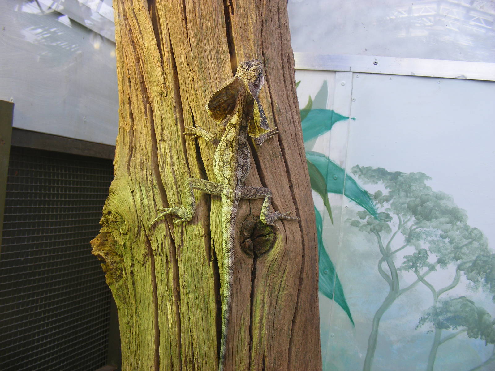 Frilled Lizard (Frilled Dragon) in Tropical World exhibit at Marwell Zoo, 8