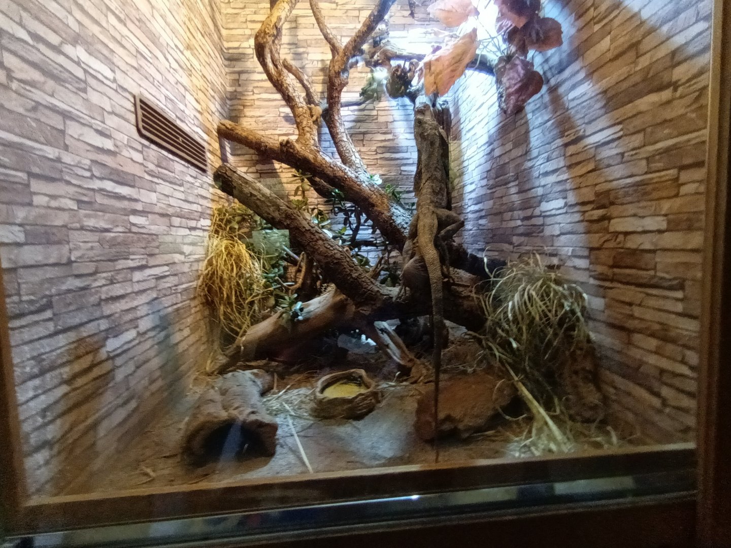 Frilled Lizard Habitat