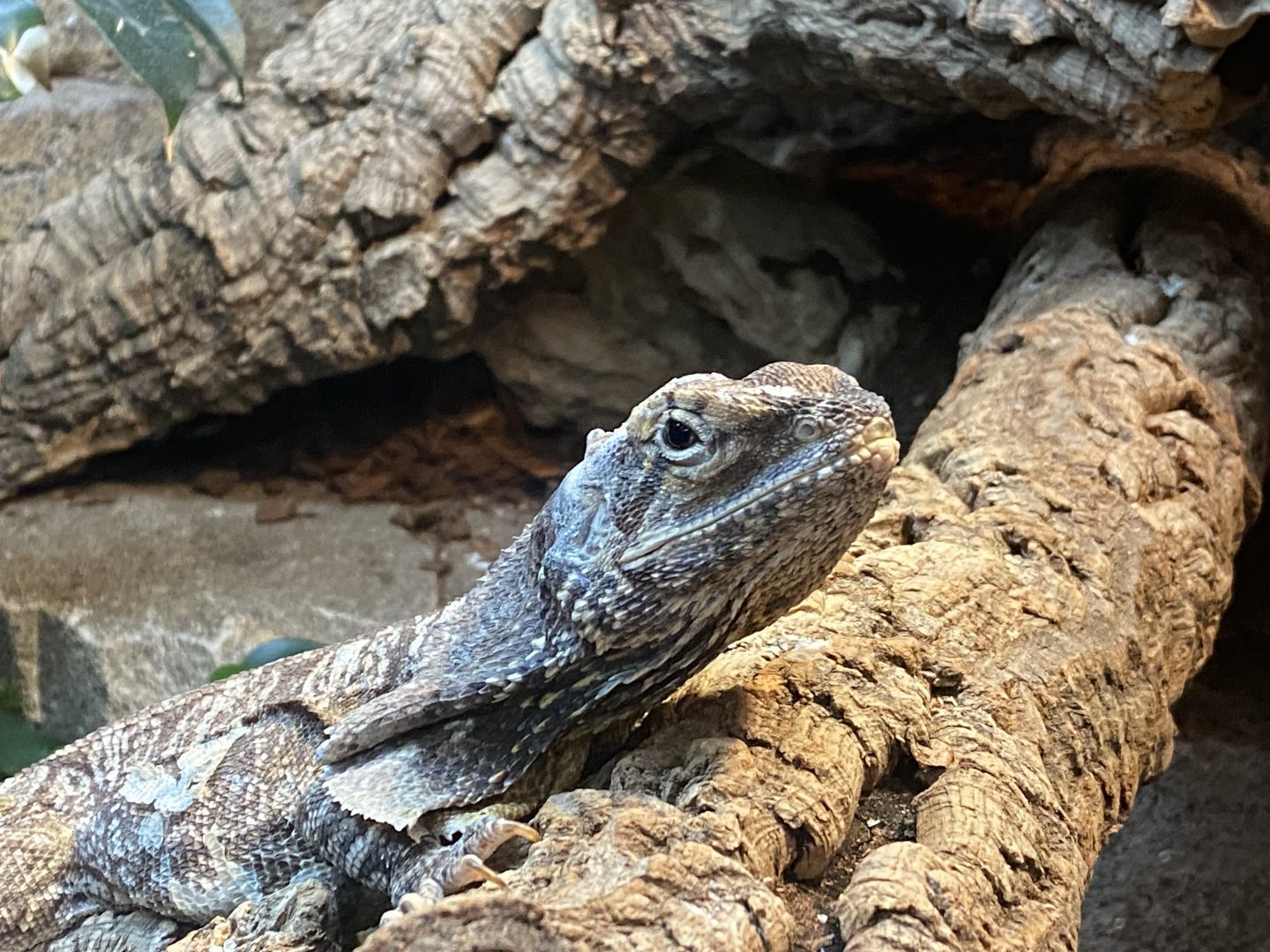 Frilled lizard image 2