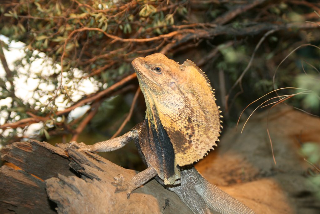 Frilled Lizard juvenile