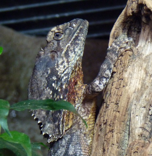 Frilled lizard portrait