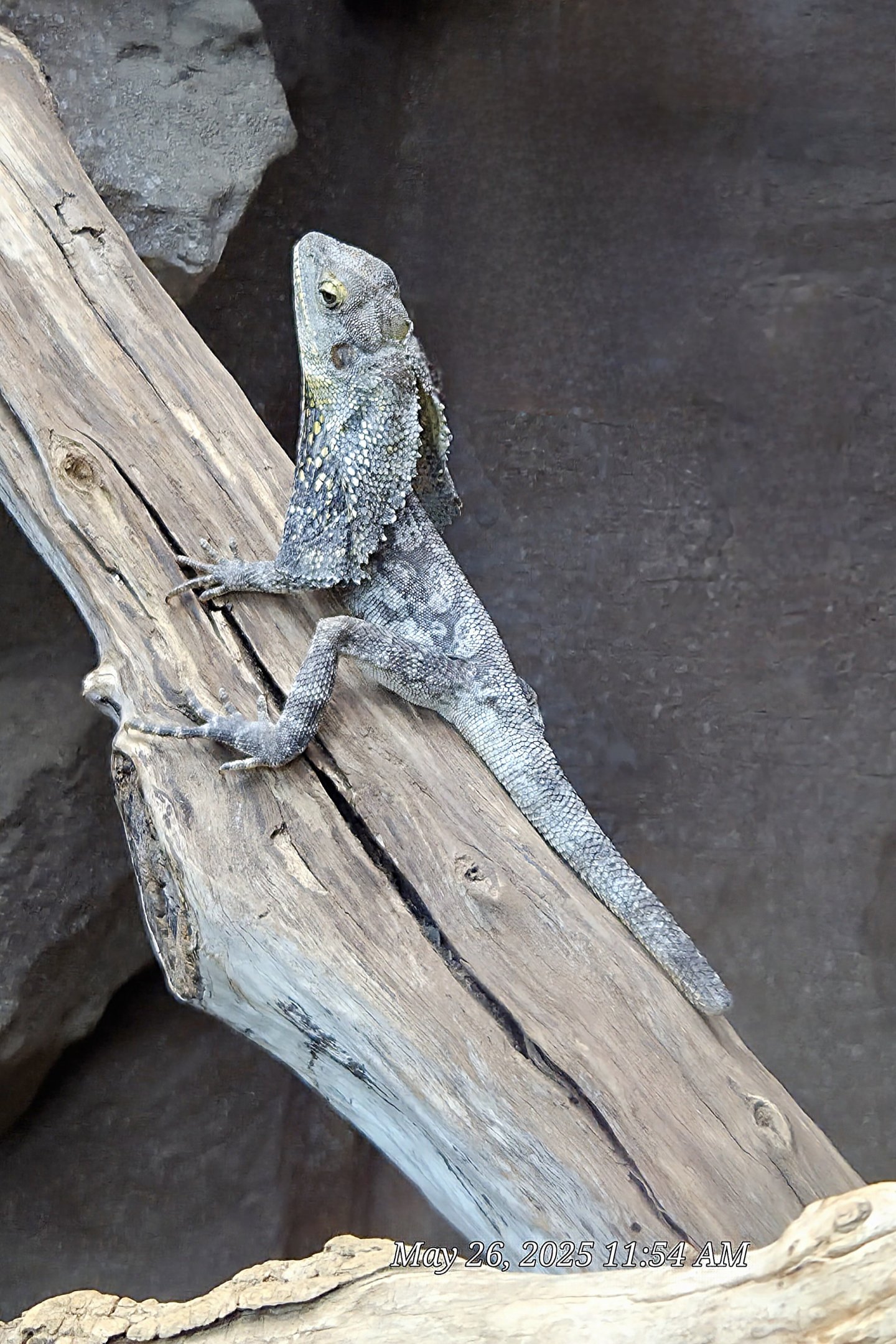 Frilled Lizard  - Riverbanks Zoo
