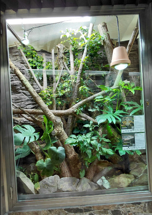 Frilled lizard + skink exhibit