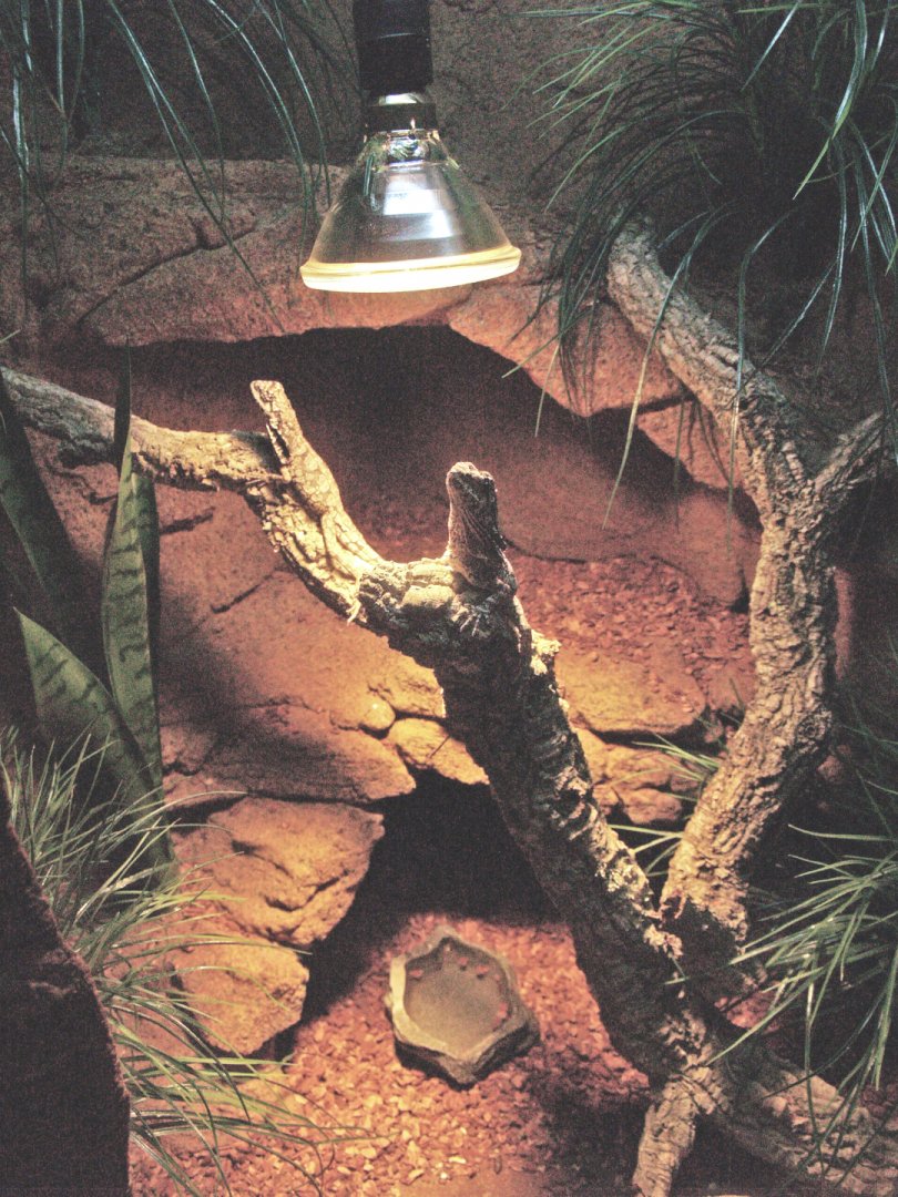 Frilled lizard terrarium, 2009-04-14