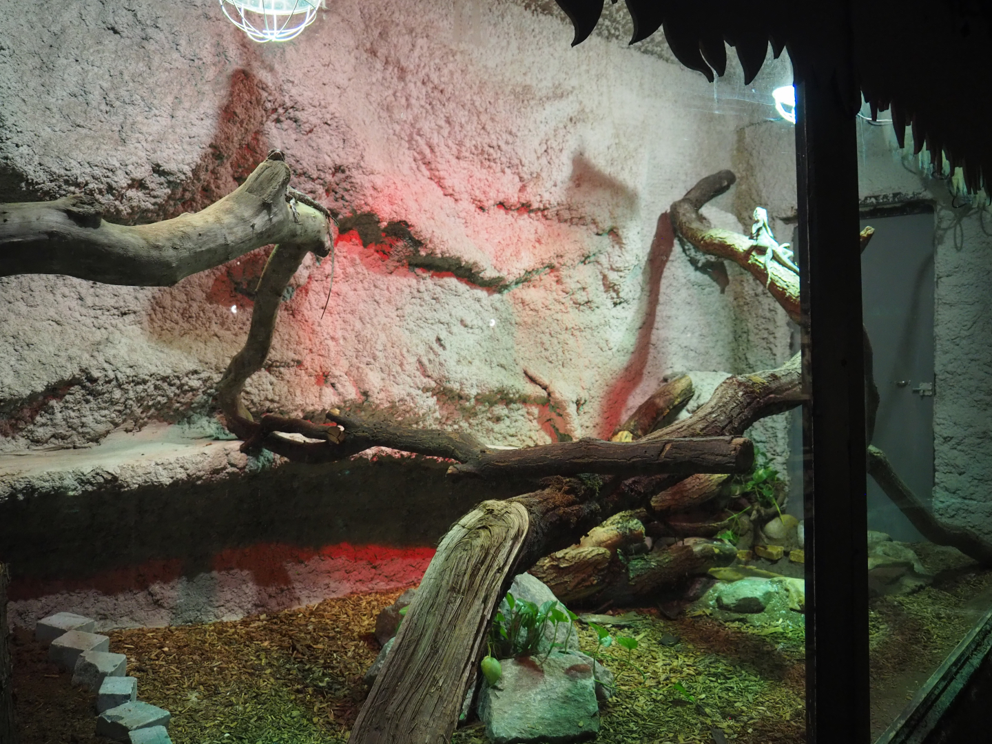 Frilled lizard terrarium, 2020-06-20