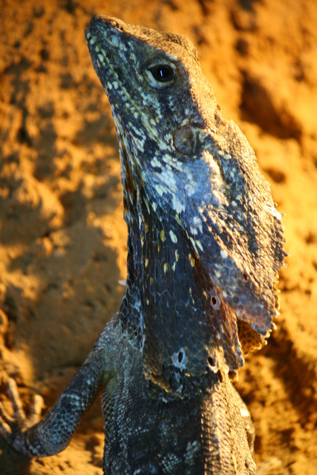 Frilled lizard