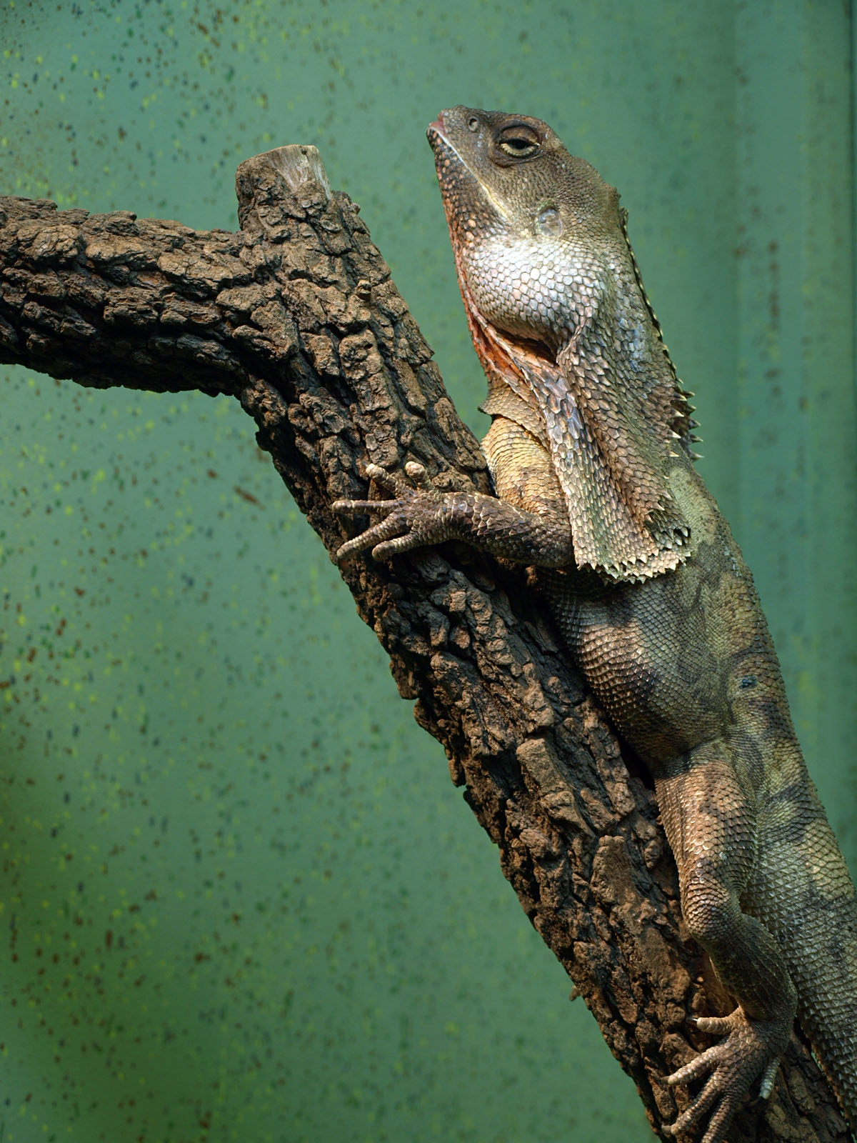 Frilled lizard