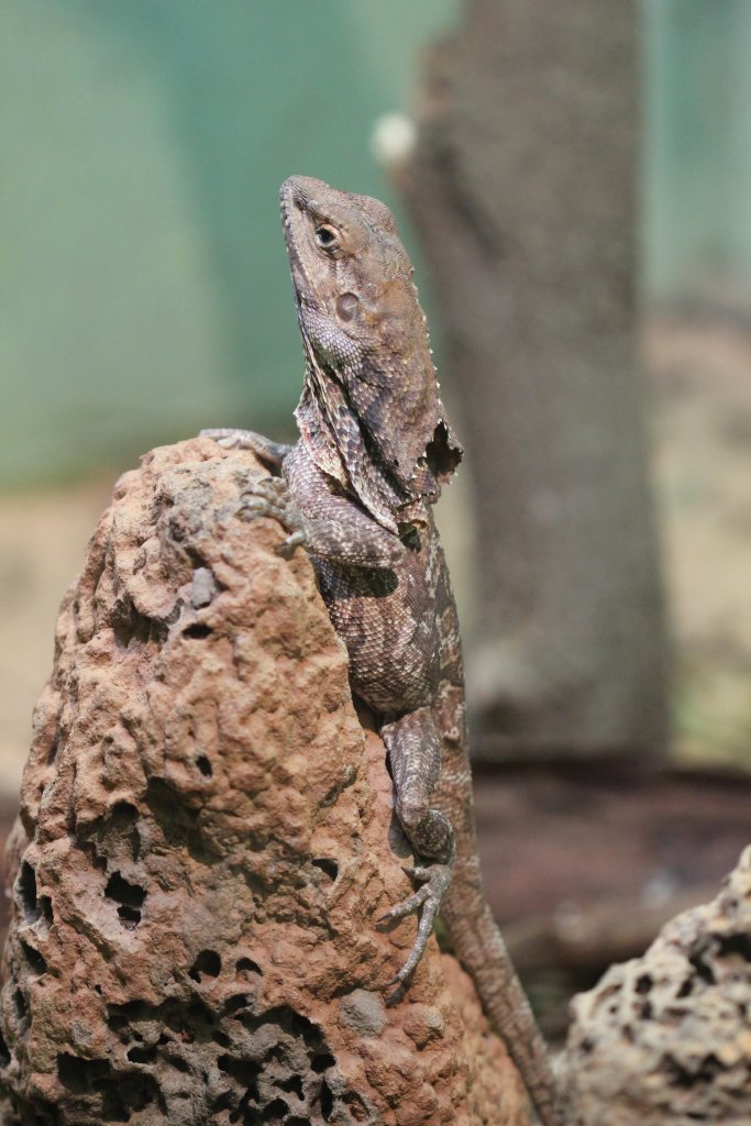 Frilled Lizard