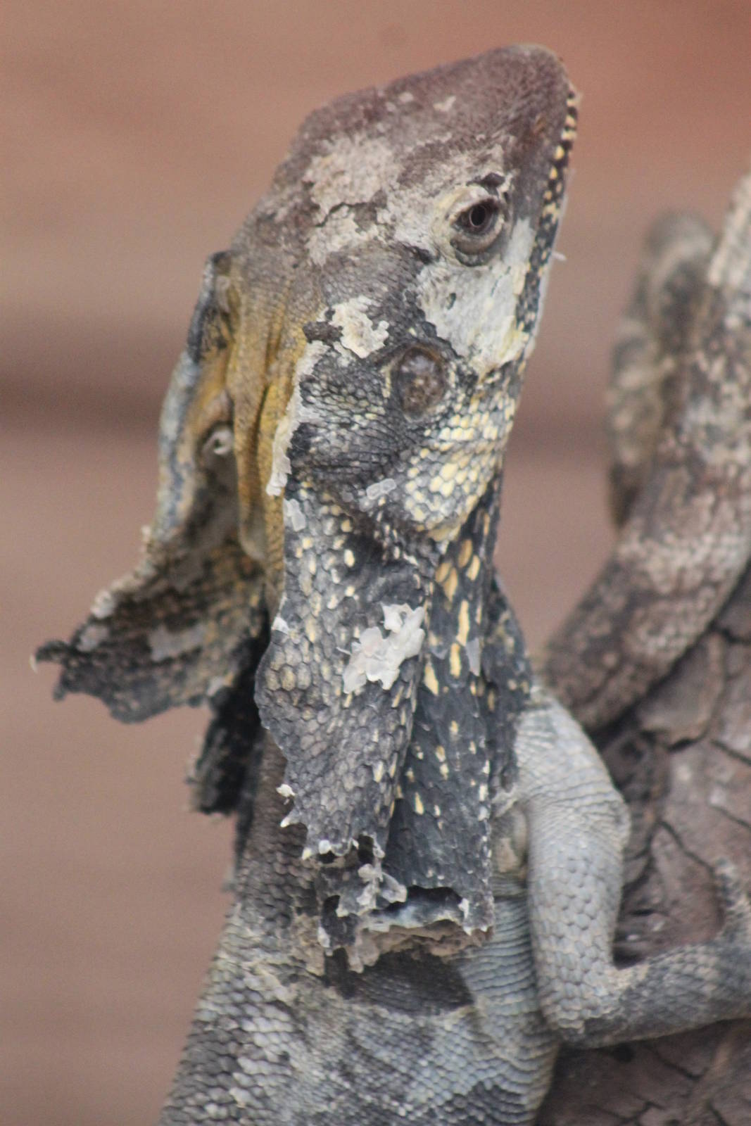 frilled lizard