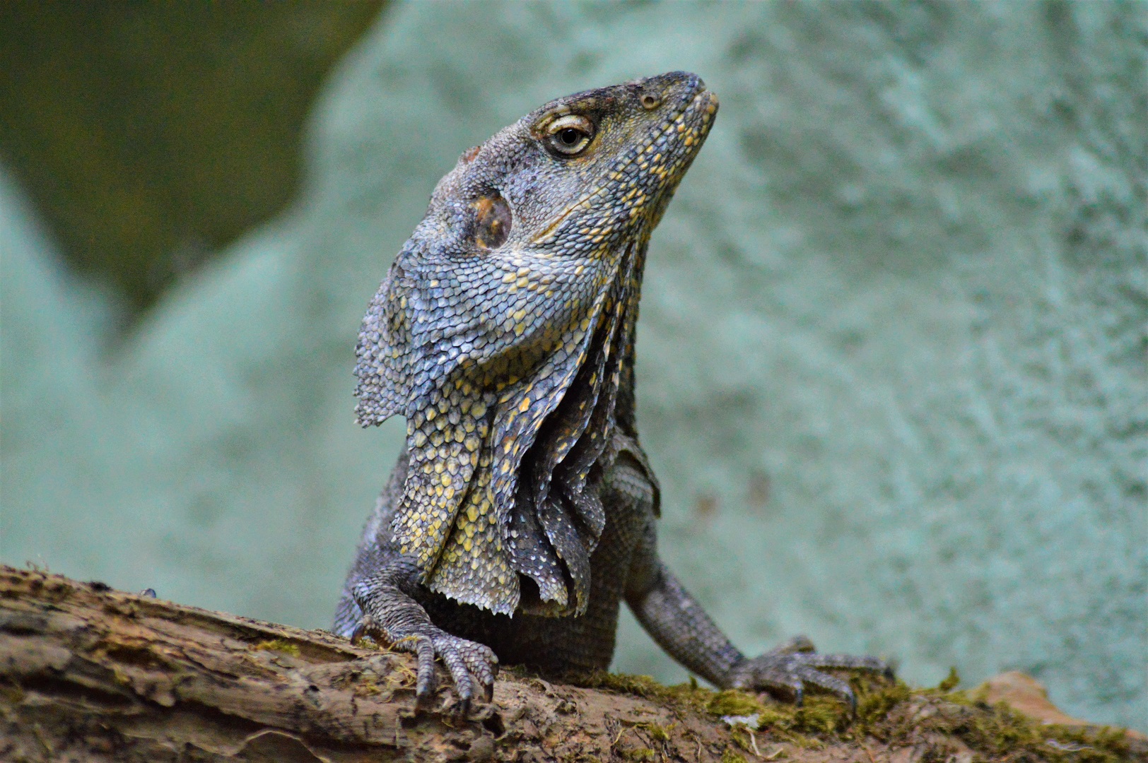 Frilled lizard