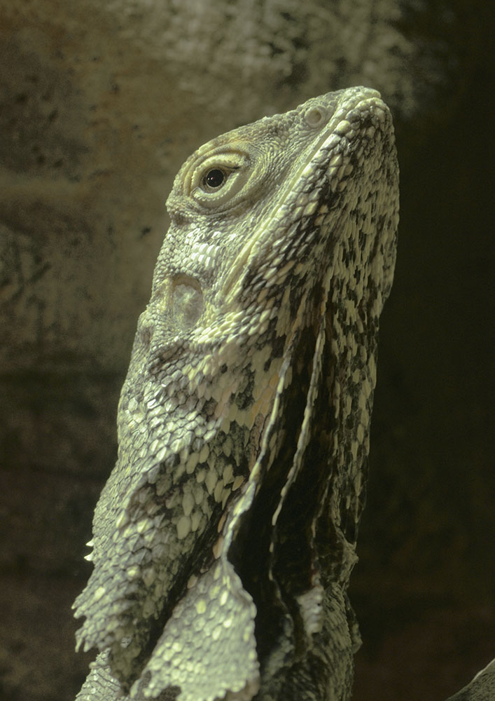 Frilled lizard