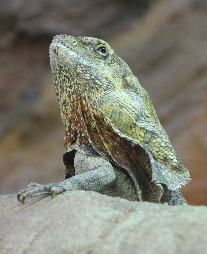 Frilled lizard