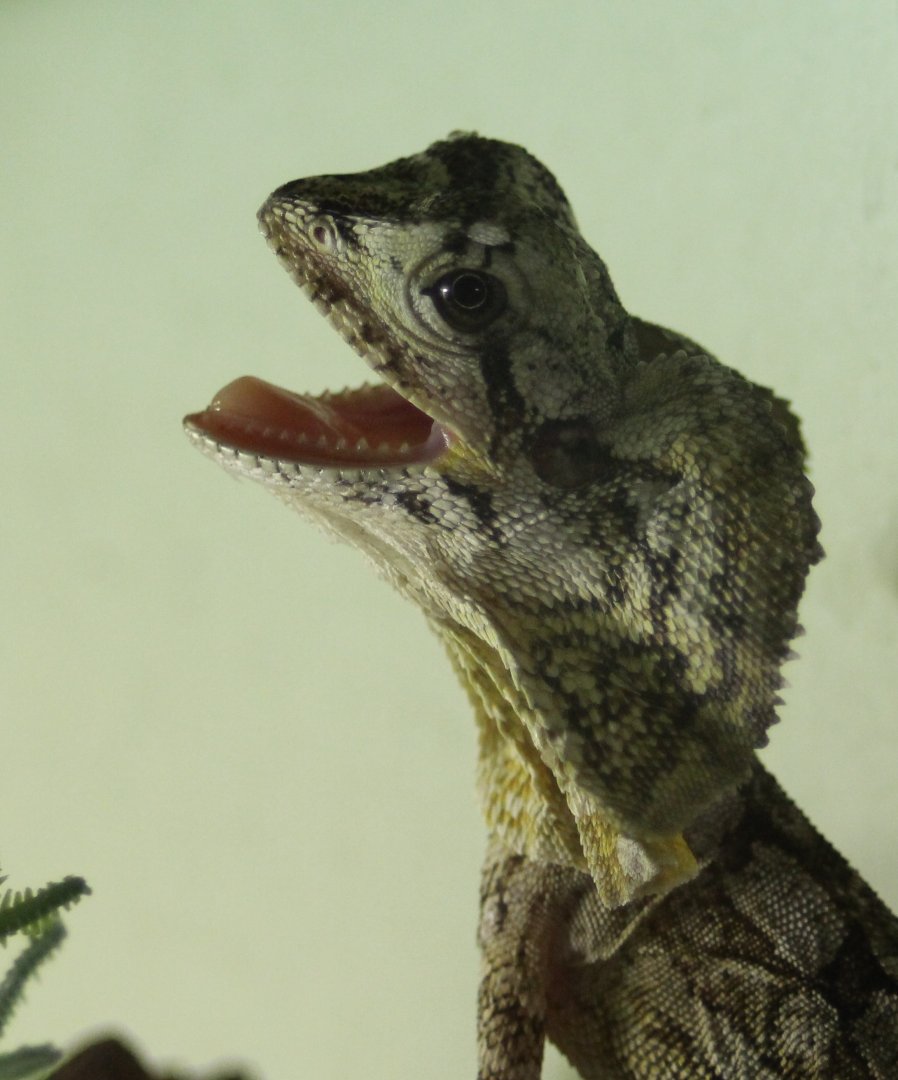 frilled lizard