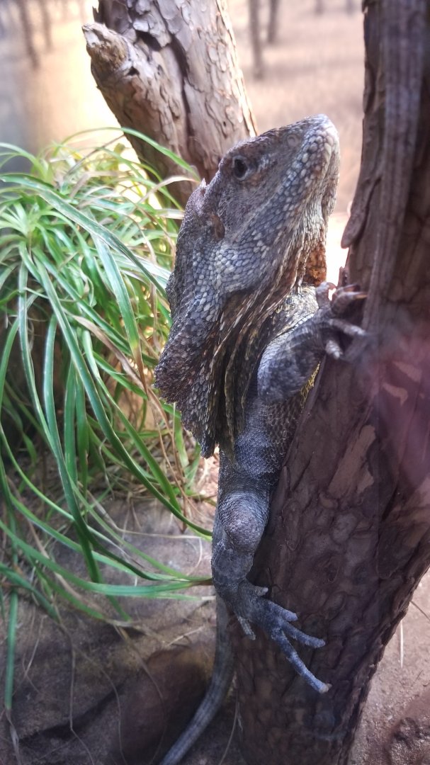 Frilled lizard
