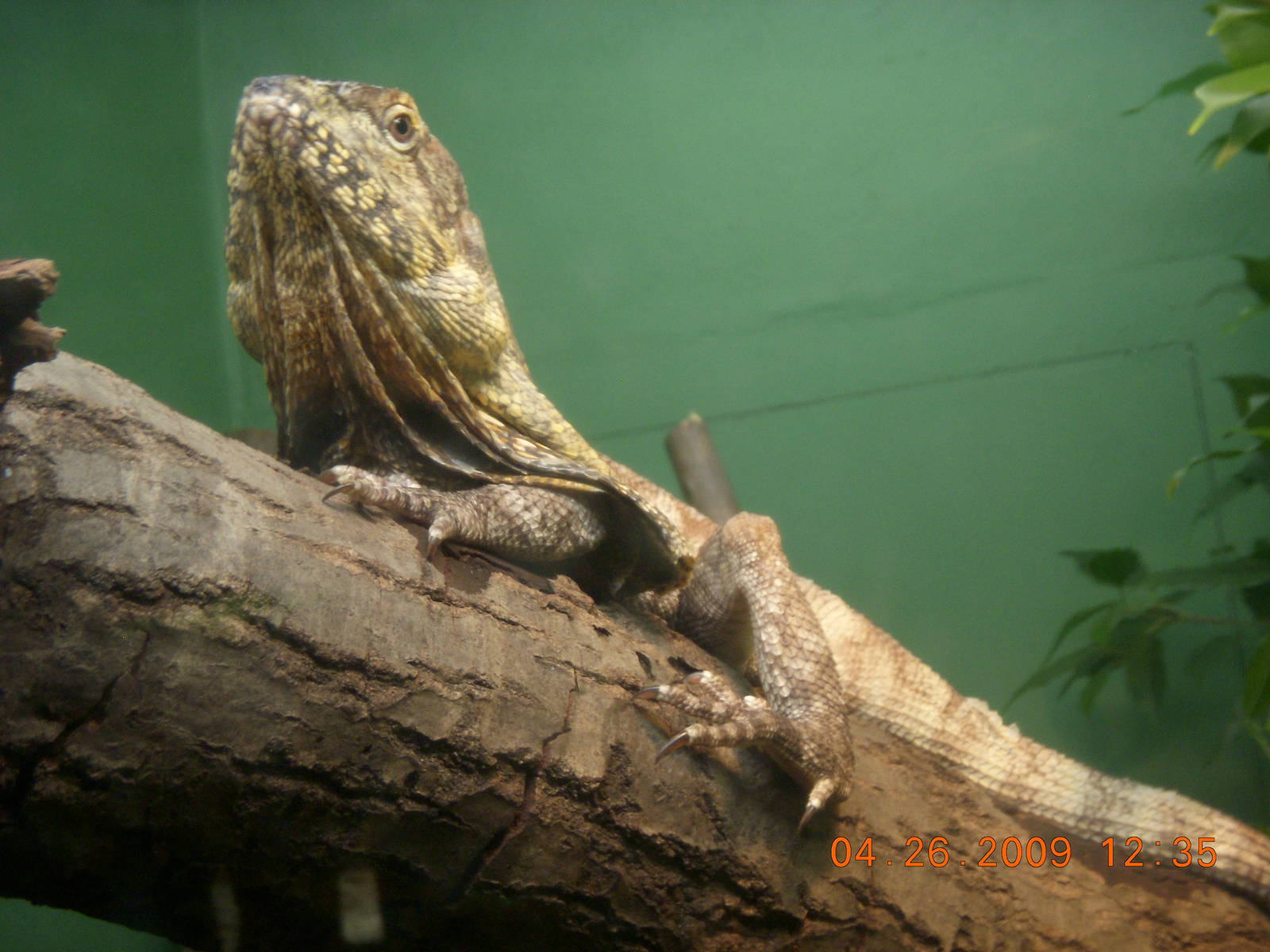 Frilled Lizard