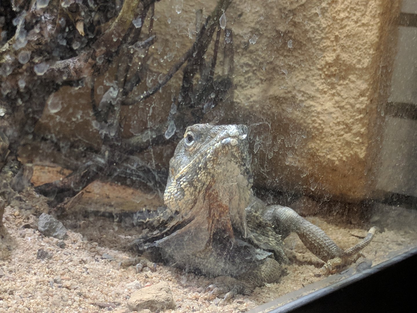 Frilled Lizard