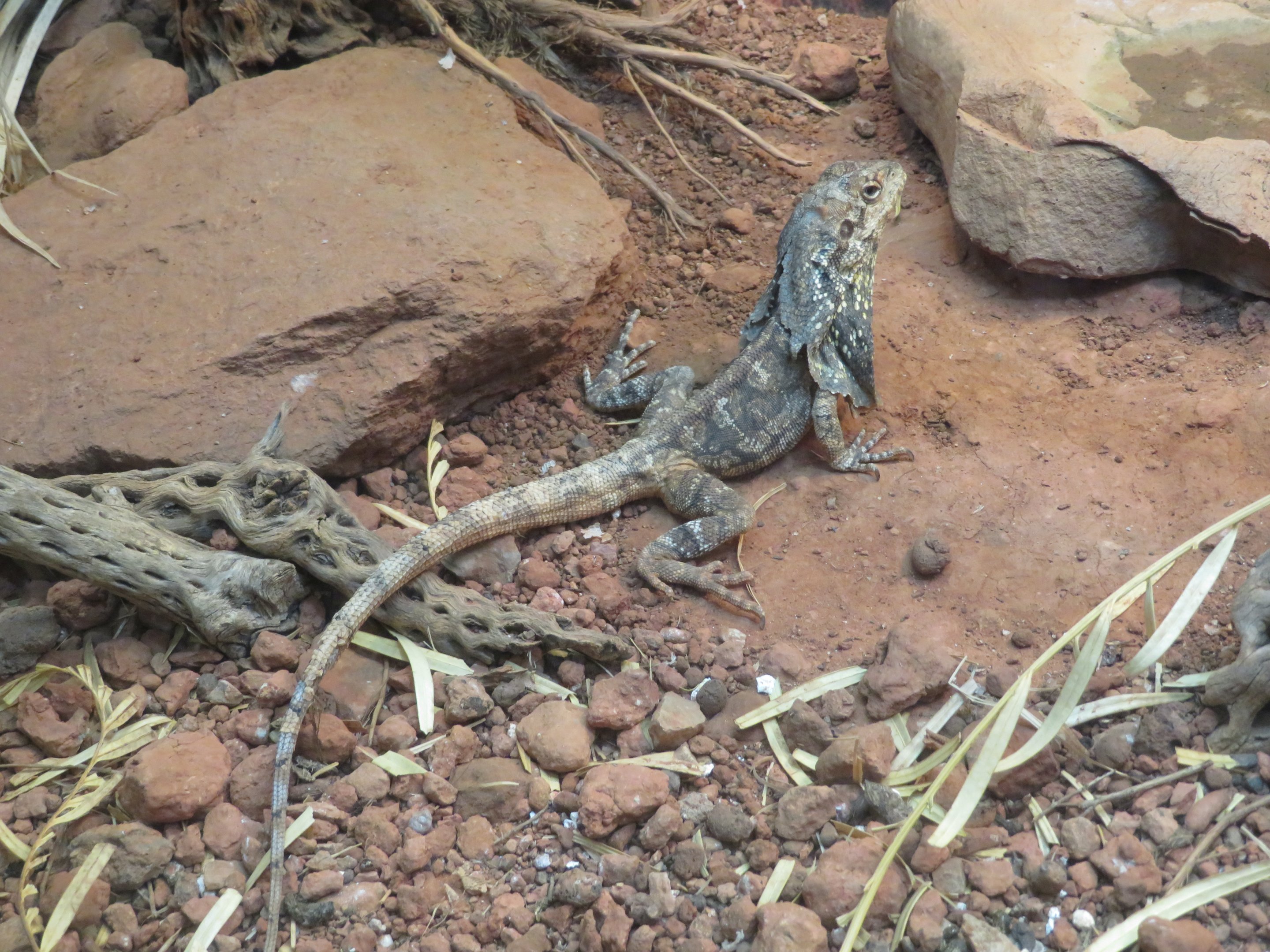 Frilled Lizard