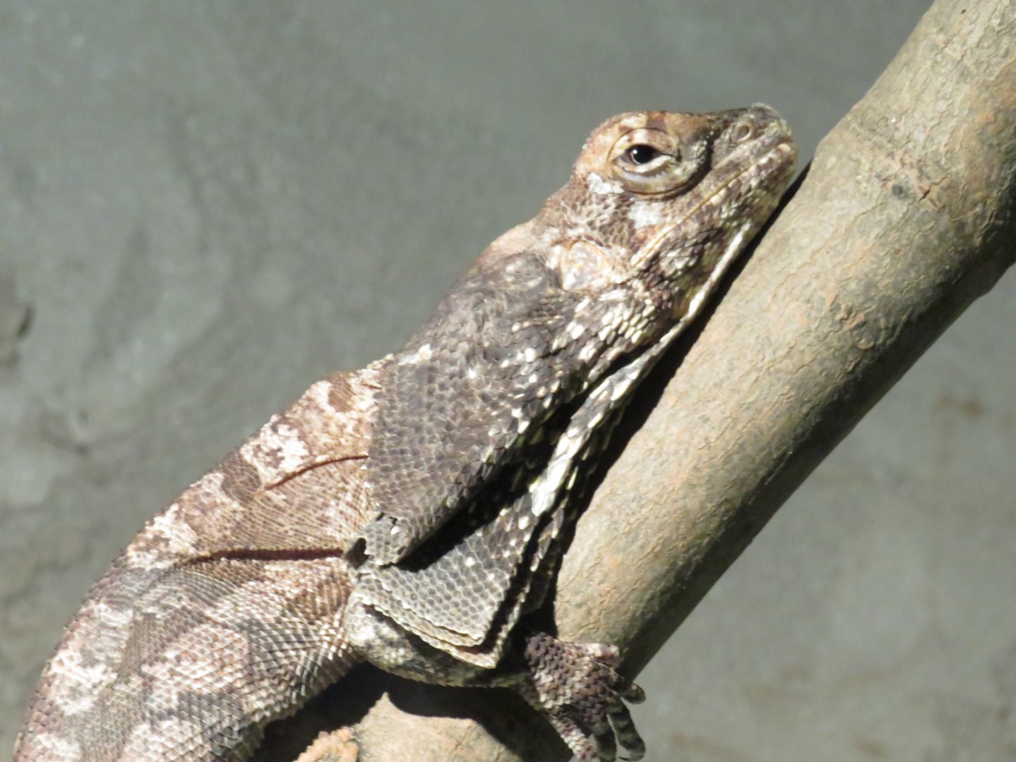 Frilled lizard