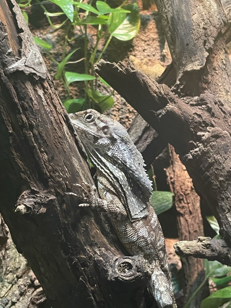 Frilled Lizard