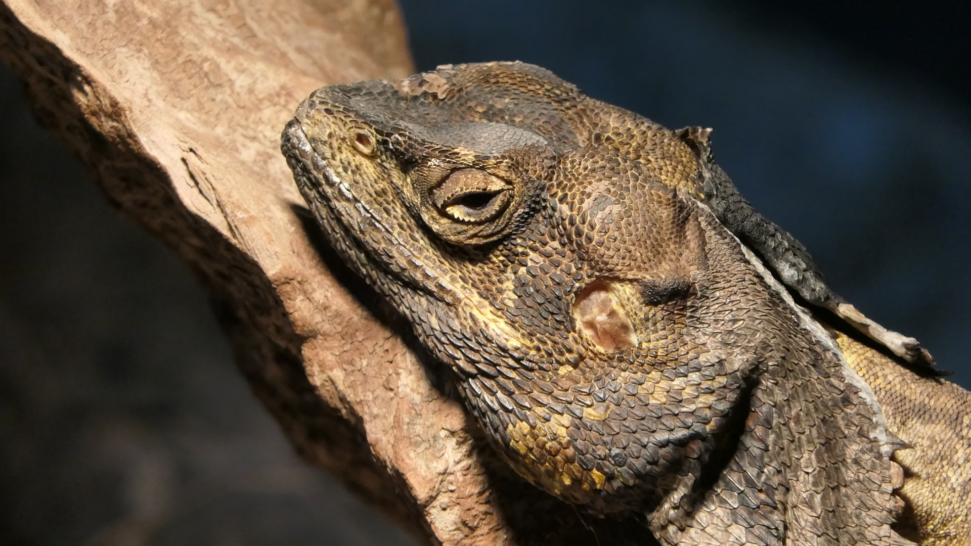 Frilled Lizard