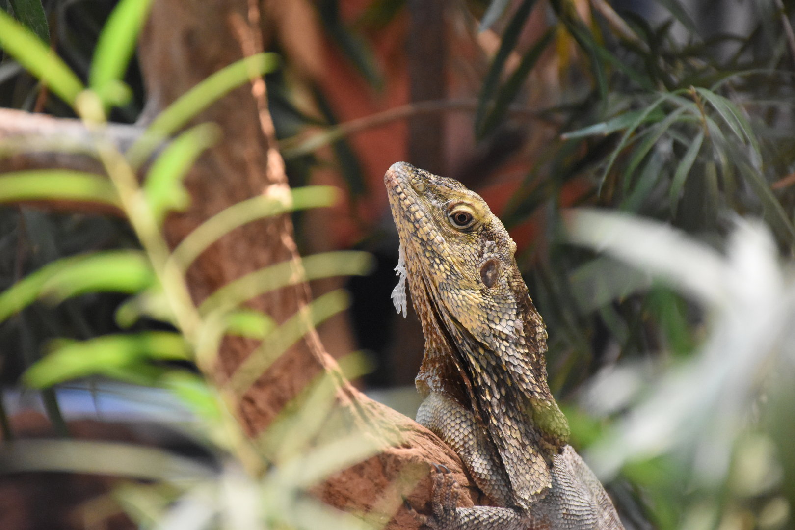 Frilled lizard