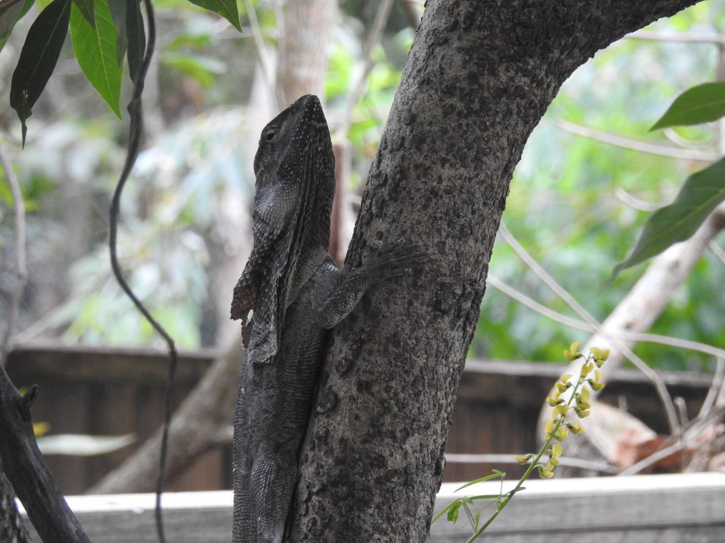 Frilled Lizard
