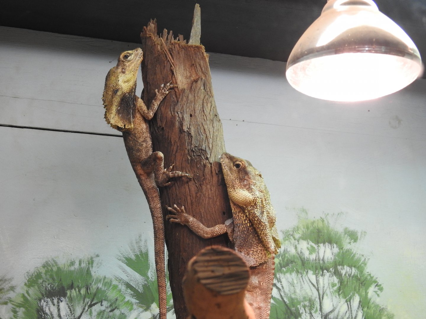 Frilled Lizard