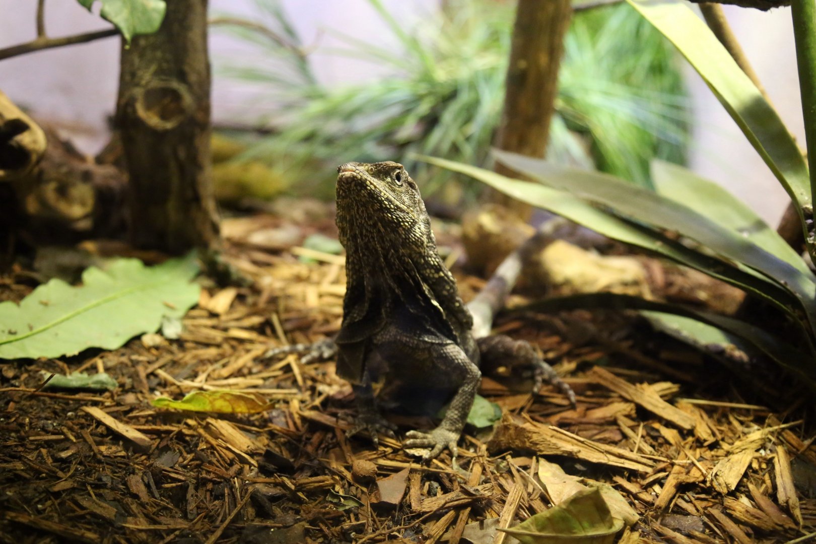 Frilled Lizard