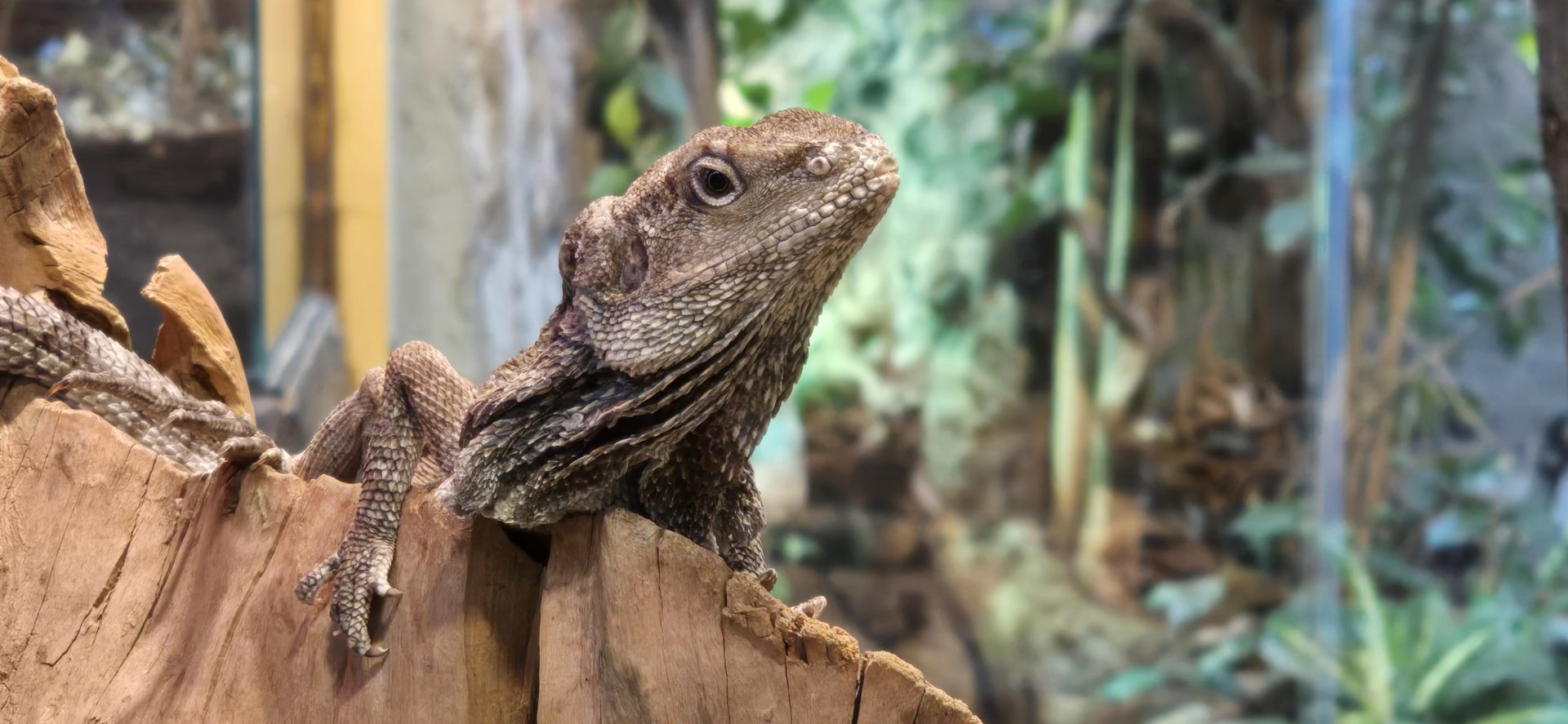 Frilled lizard