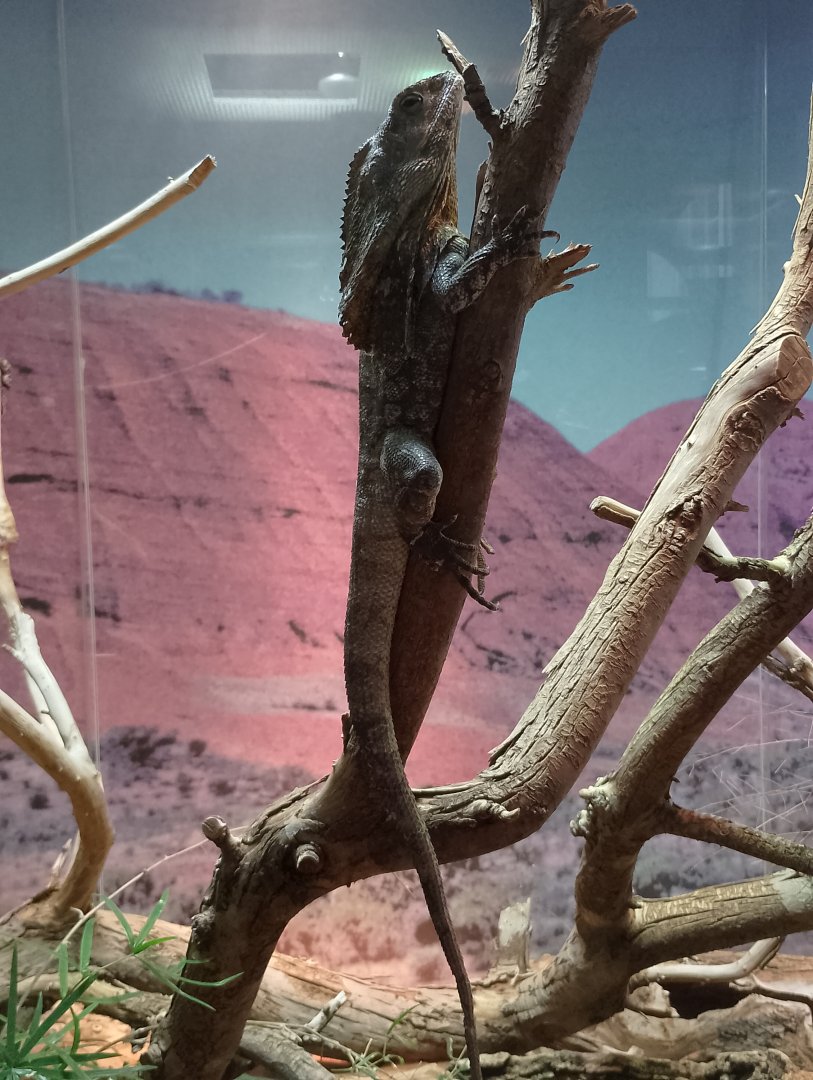Frilled lizard