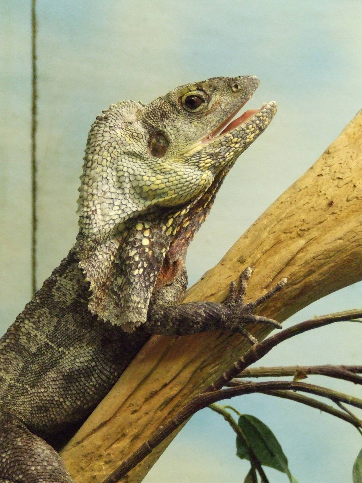 Frilled Lizard