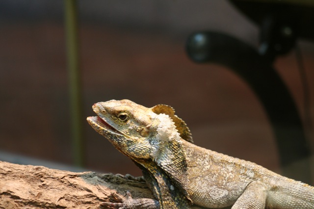 Frilled Lizard