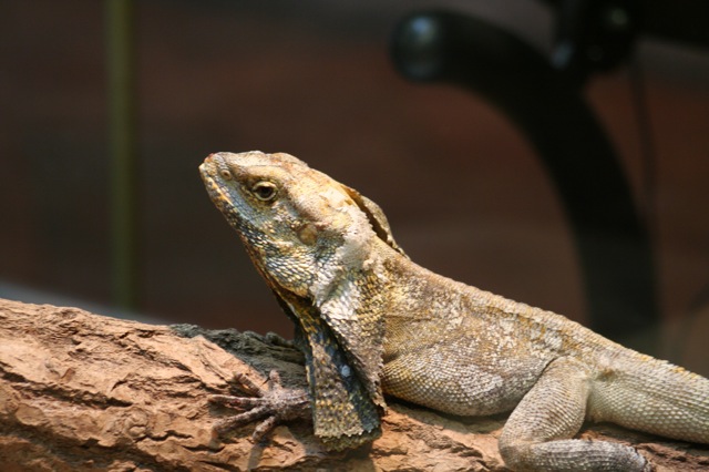 Frilled LIzard