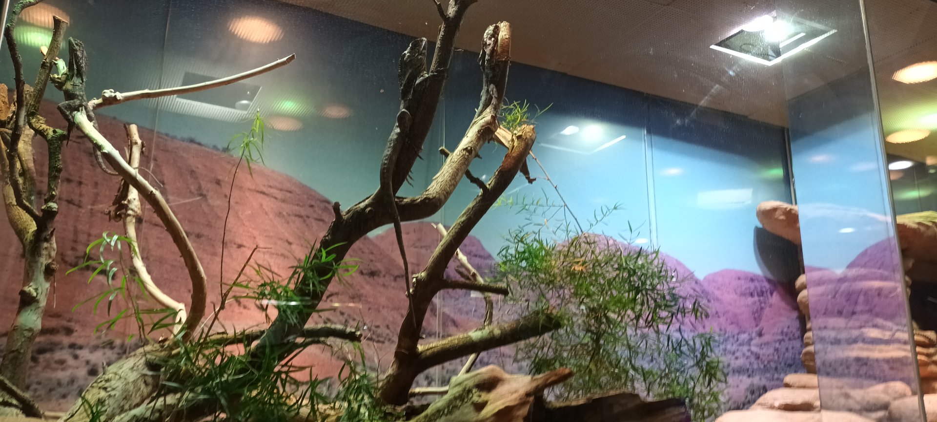 Frilled Lizards and Kimberley rock Monitor