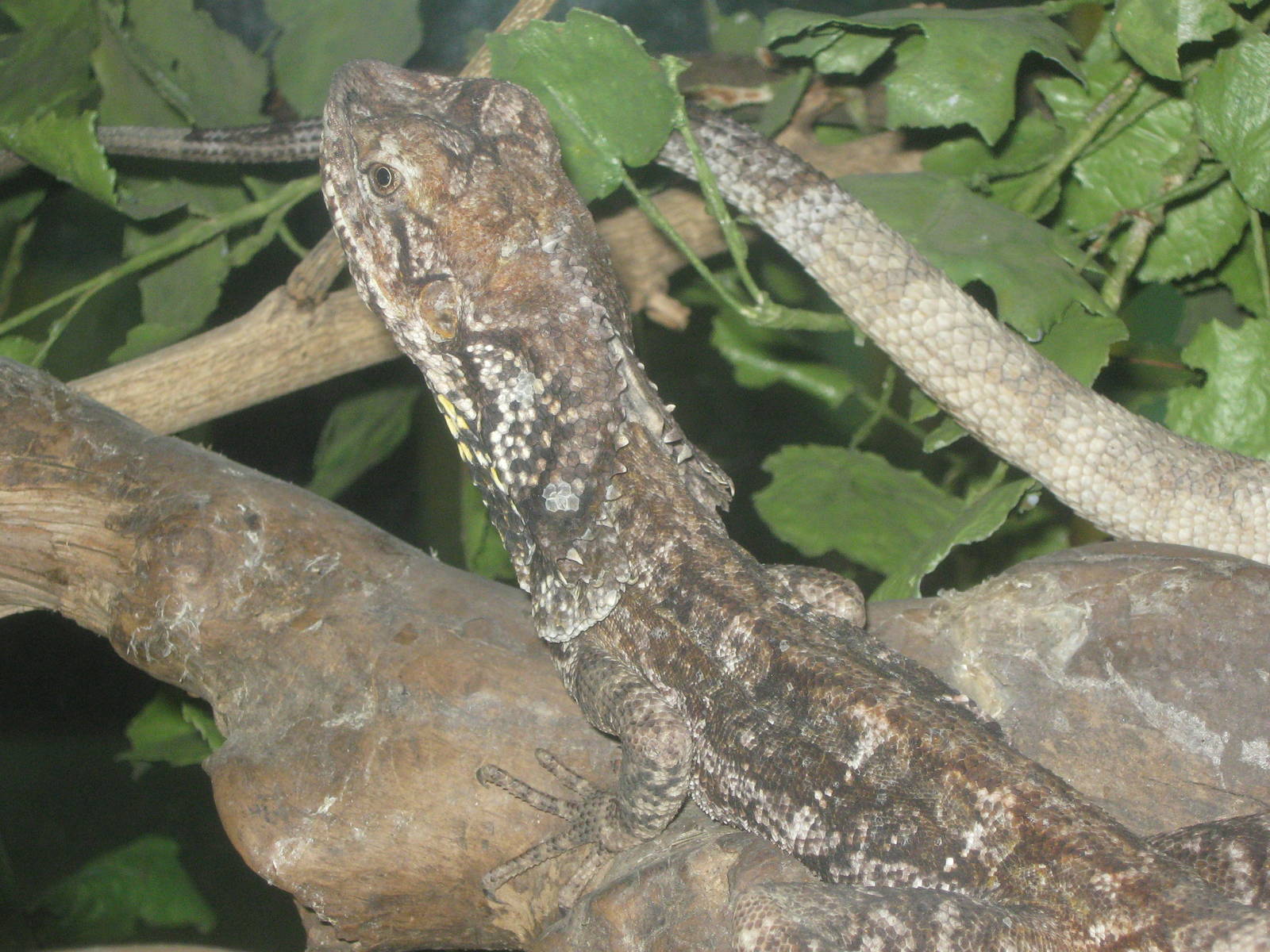 frilled lizards (Chlamydosaurus kingii) at the Reptile Park