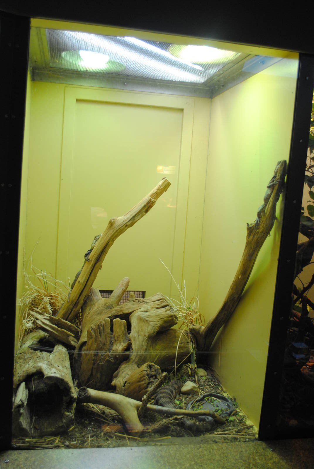 Frilled Lizards exhibit (with unlabeled Blue-tongue Skink)