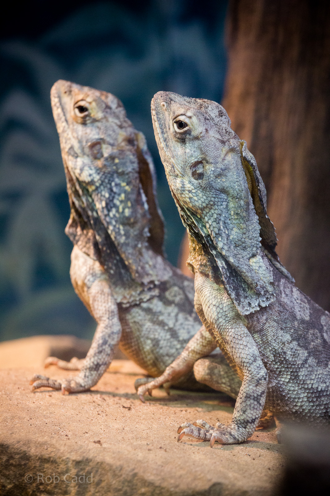 Frilled lizards : Marwell : 08 Aug 2014