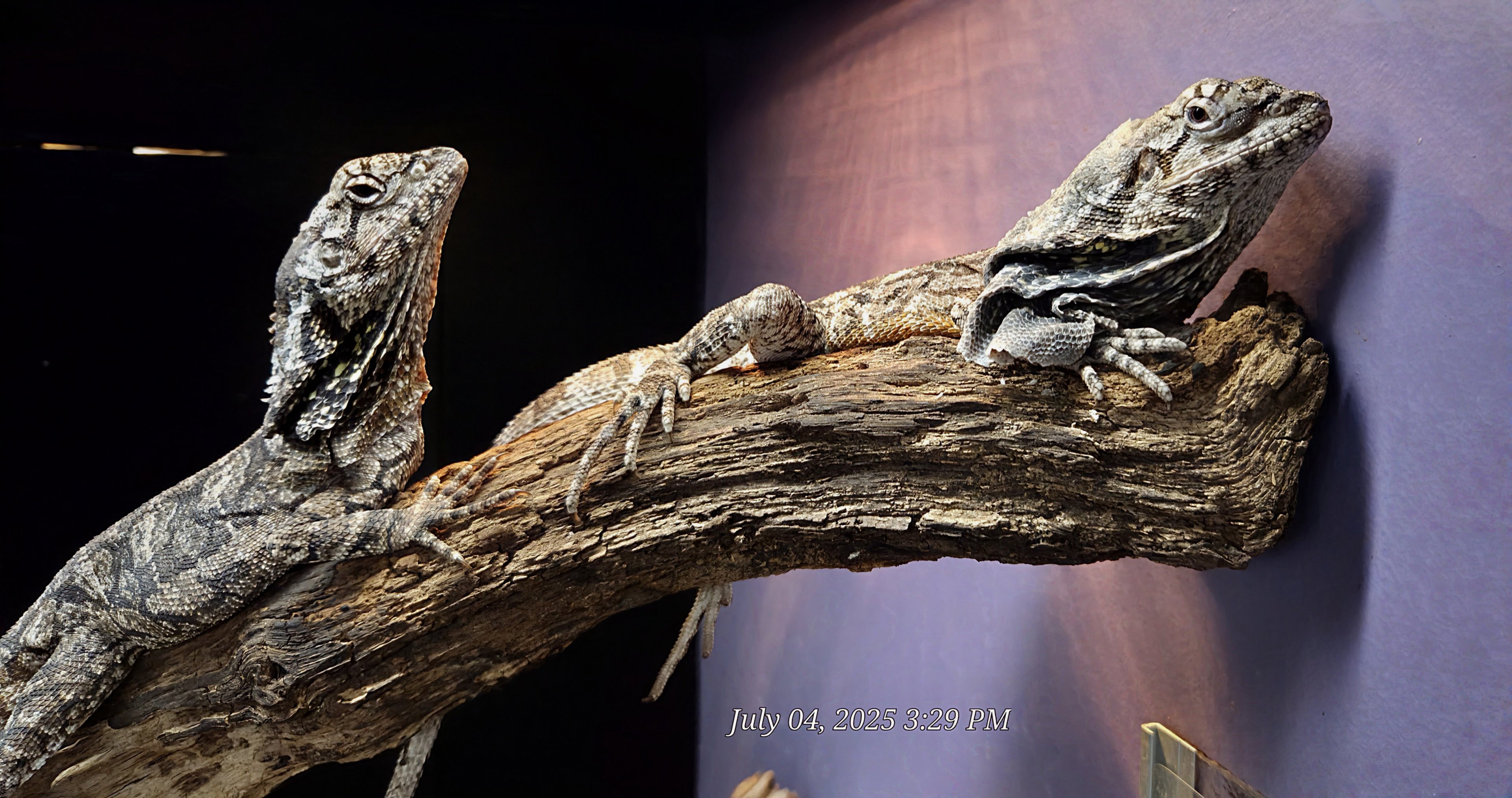 Frilled Lizards - Reptile Gardens