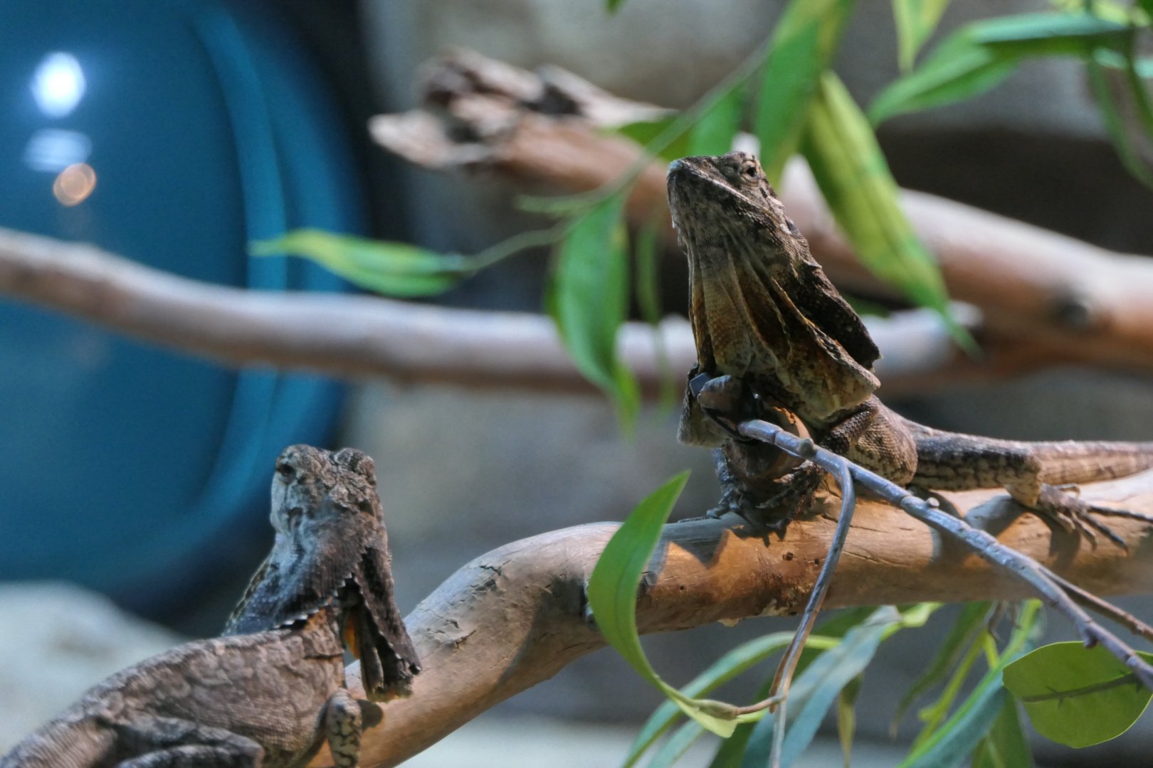 Frilled Lizards